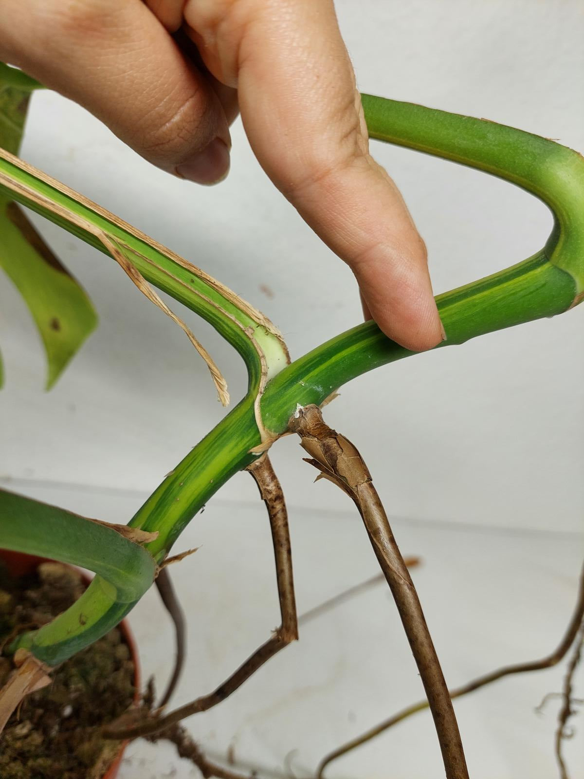 Monstera Aurea Steckling