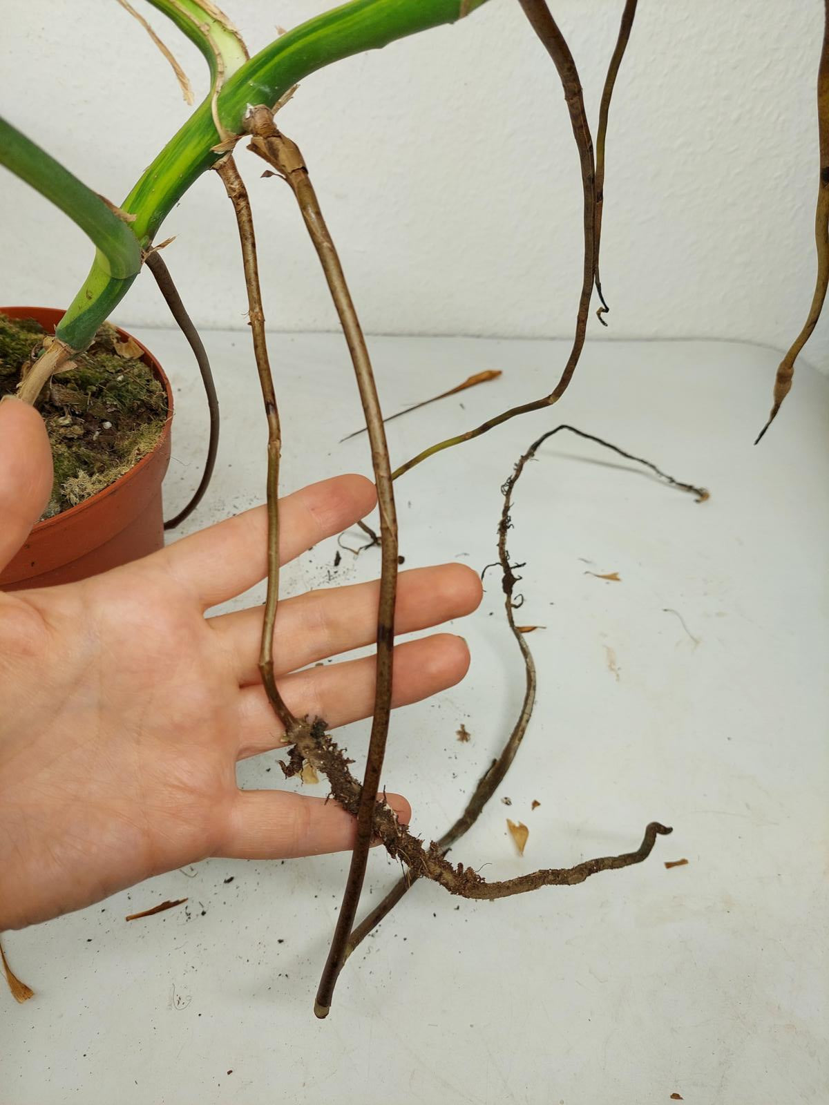 Monstera Aurea Steckling