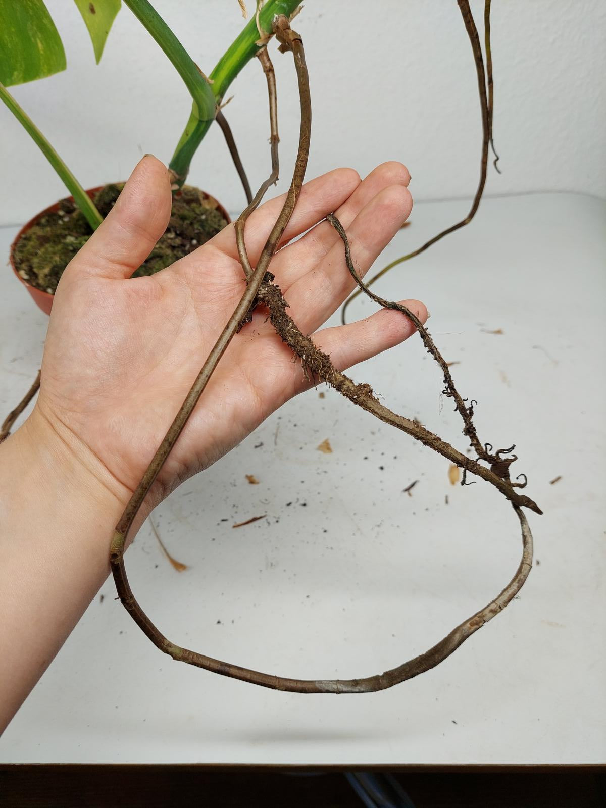 Monstera Aurea Steckling