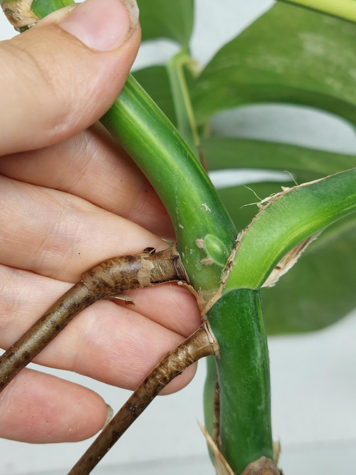 Monstera Aurea Steckling