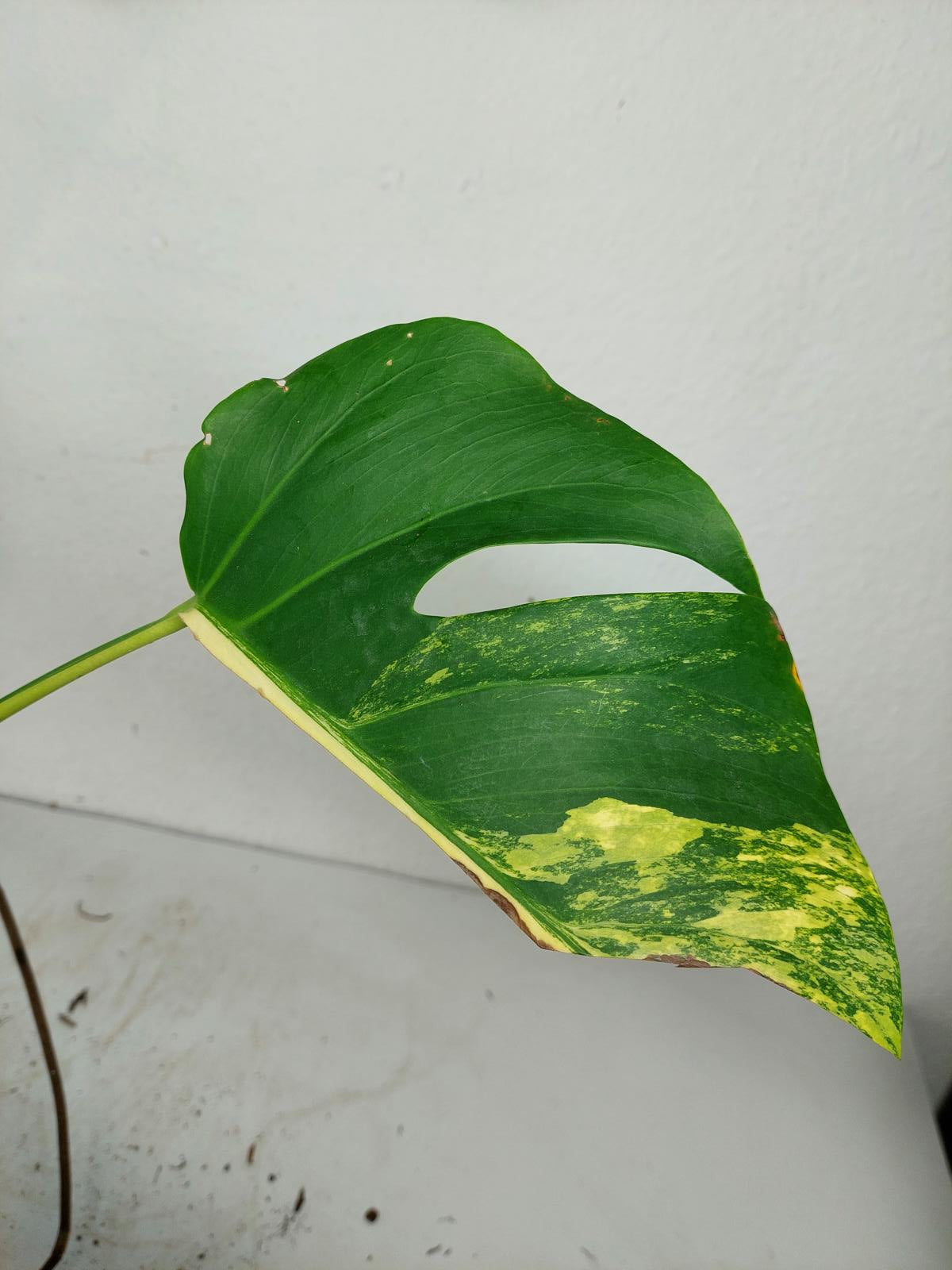 Monstera Aurea Steckling