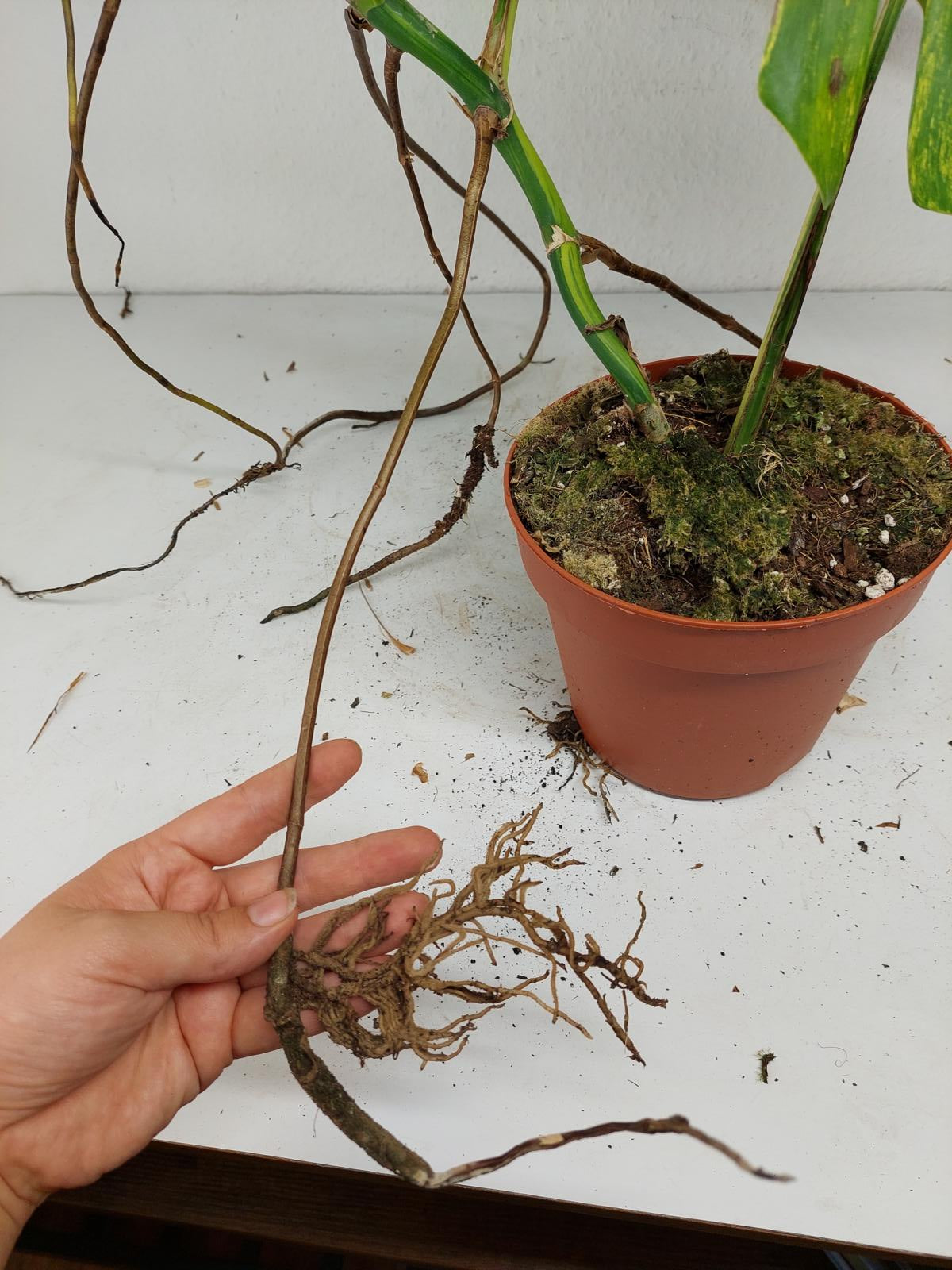 Monstera Aurea Steckling