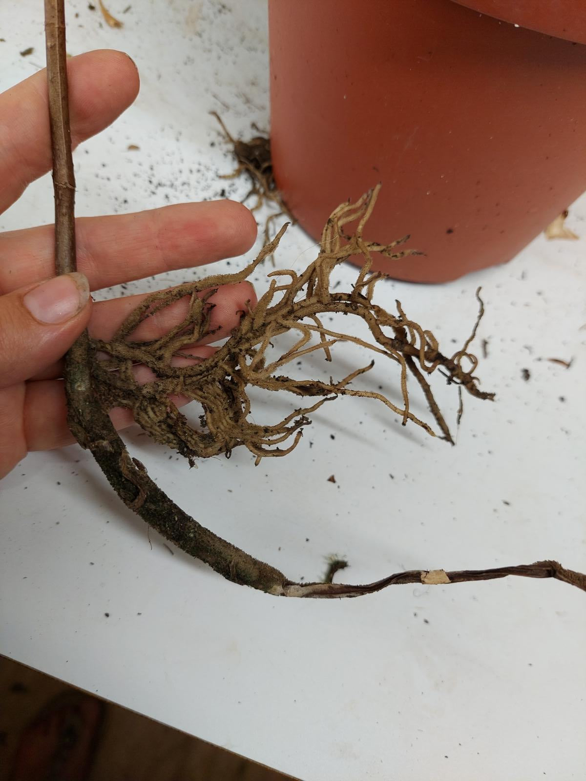 Monstera Aurea Steckling