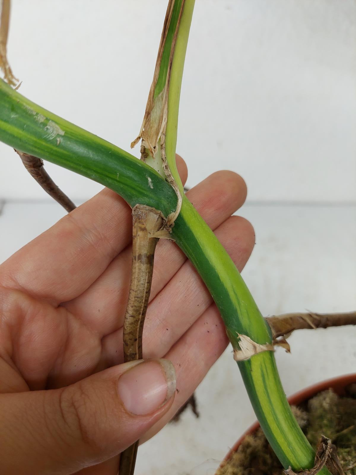 Monstera Aurea Steckling