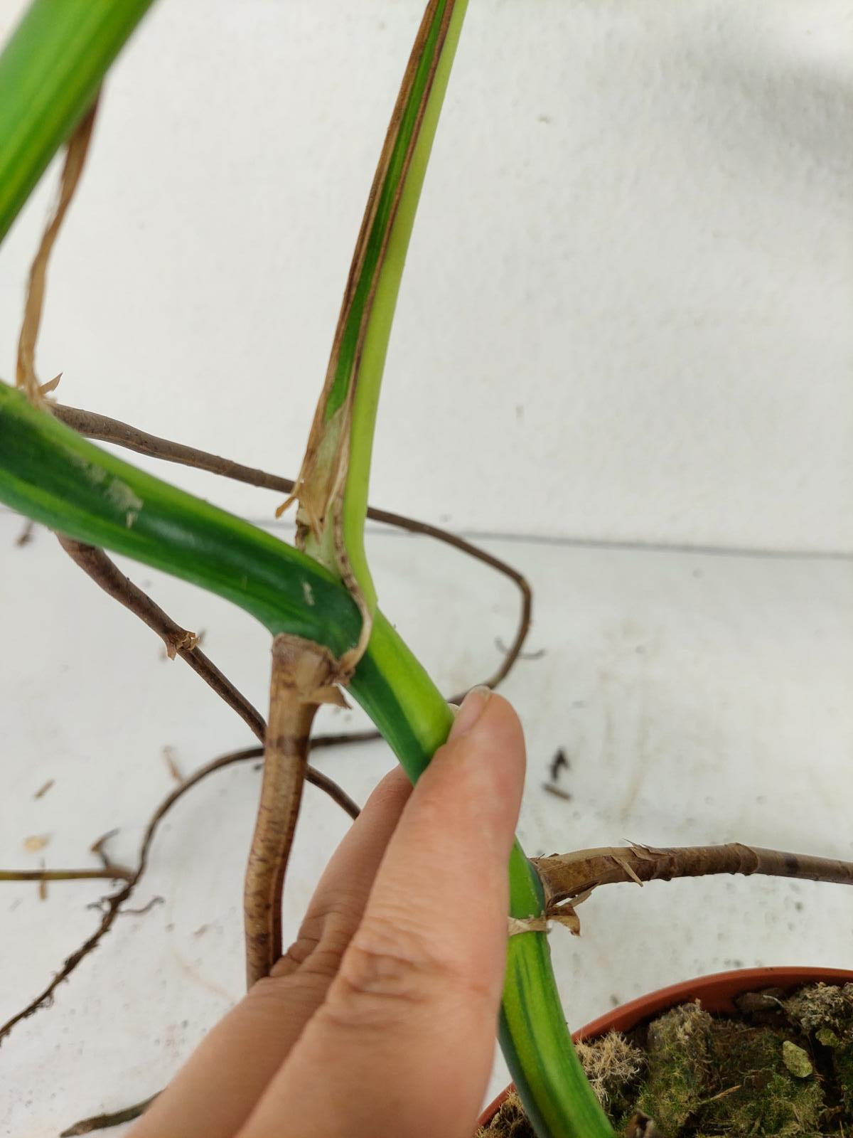 Monstera Aurea Steckling