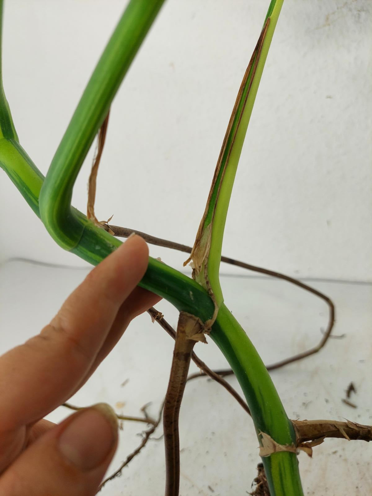 Monstera Aurea Steckling