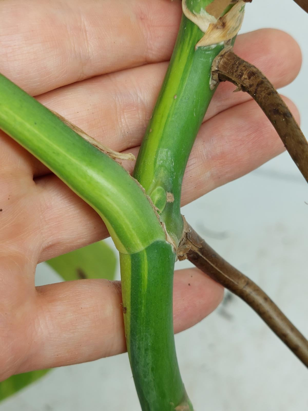 Monstera Aurea Steckling