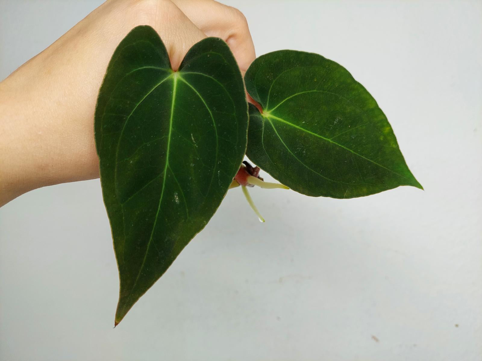 Anthurium Papillilaminum