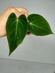 Anthurium Papillilaminum