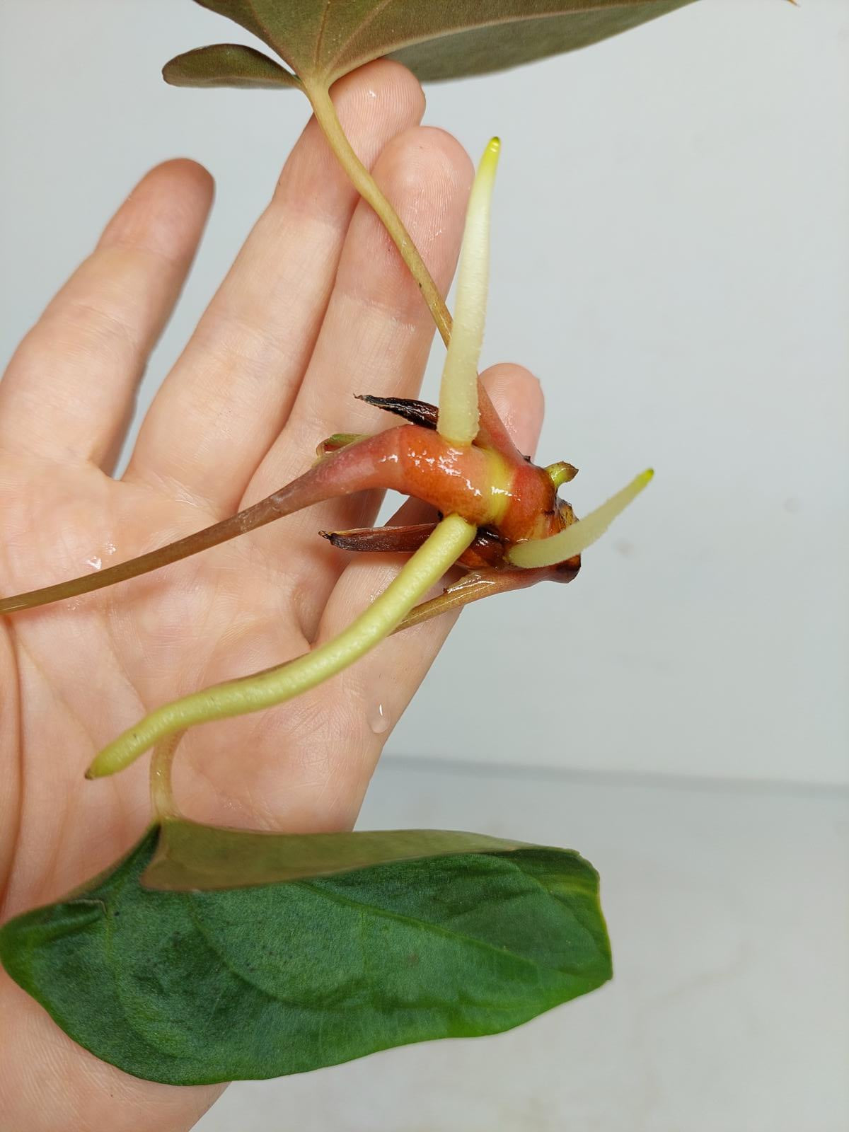 Anthurium Papillilaminum