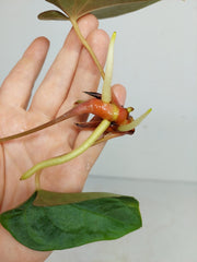 Anthurium Papillilaminum