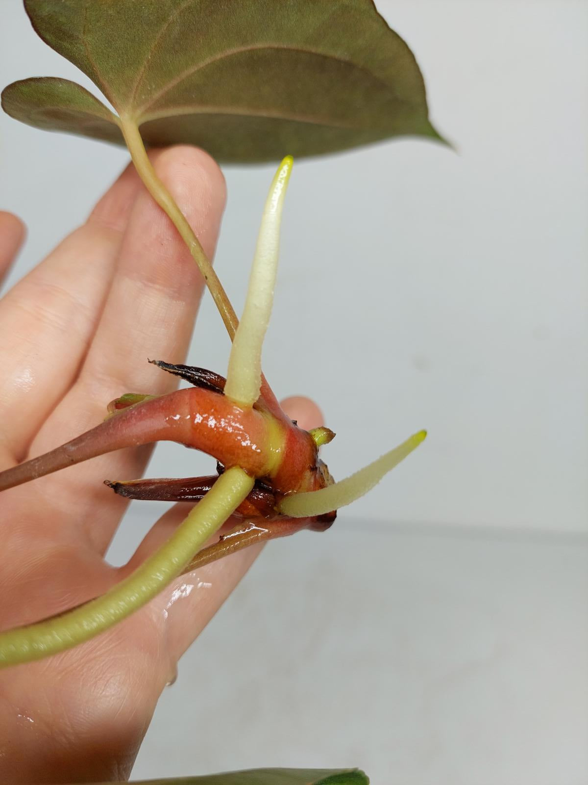 Anthurium Papillilaminum