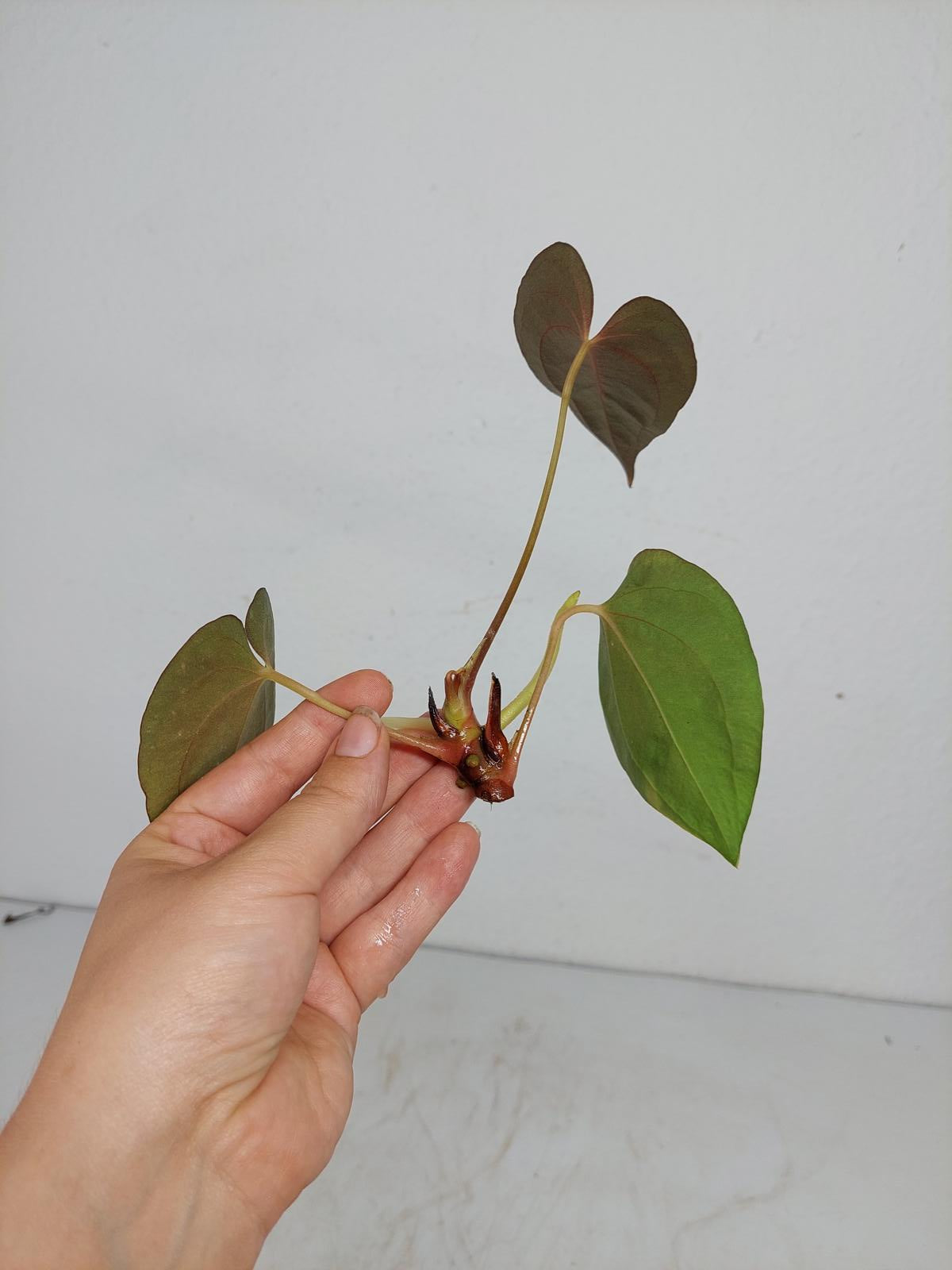 Anthurium Papillilaminum