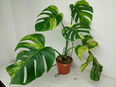 Monstera Aurea Variegata