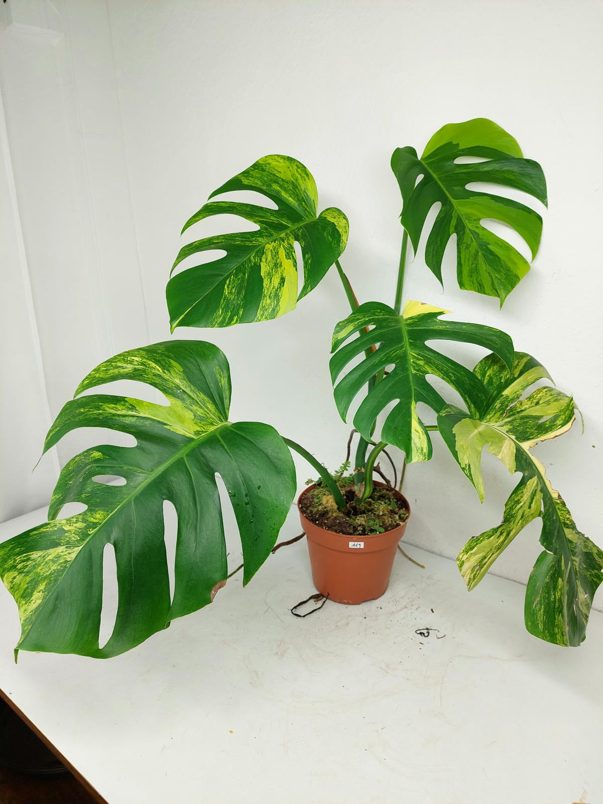 Monstera Aurea Variegata