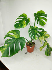 Monstera Aurea Variegata