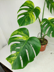 Monstera Aurea Variegata