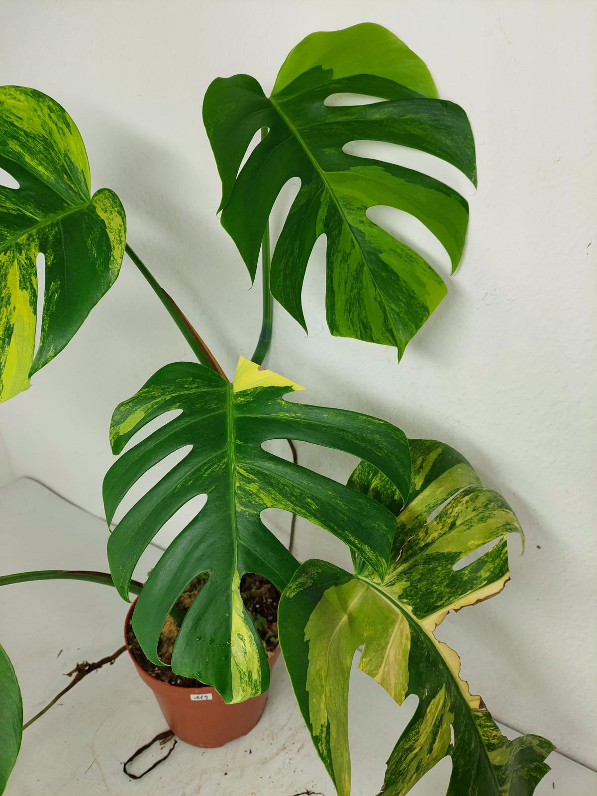 Monstera Aurea Variegata