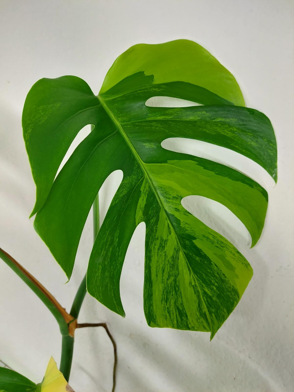 Monstera Aurea Variegata