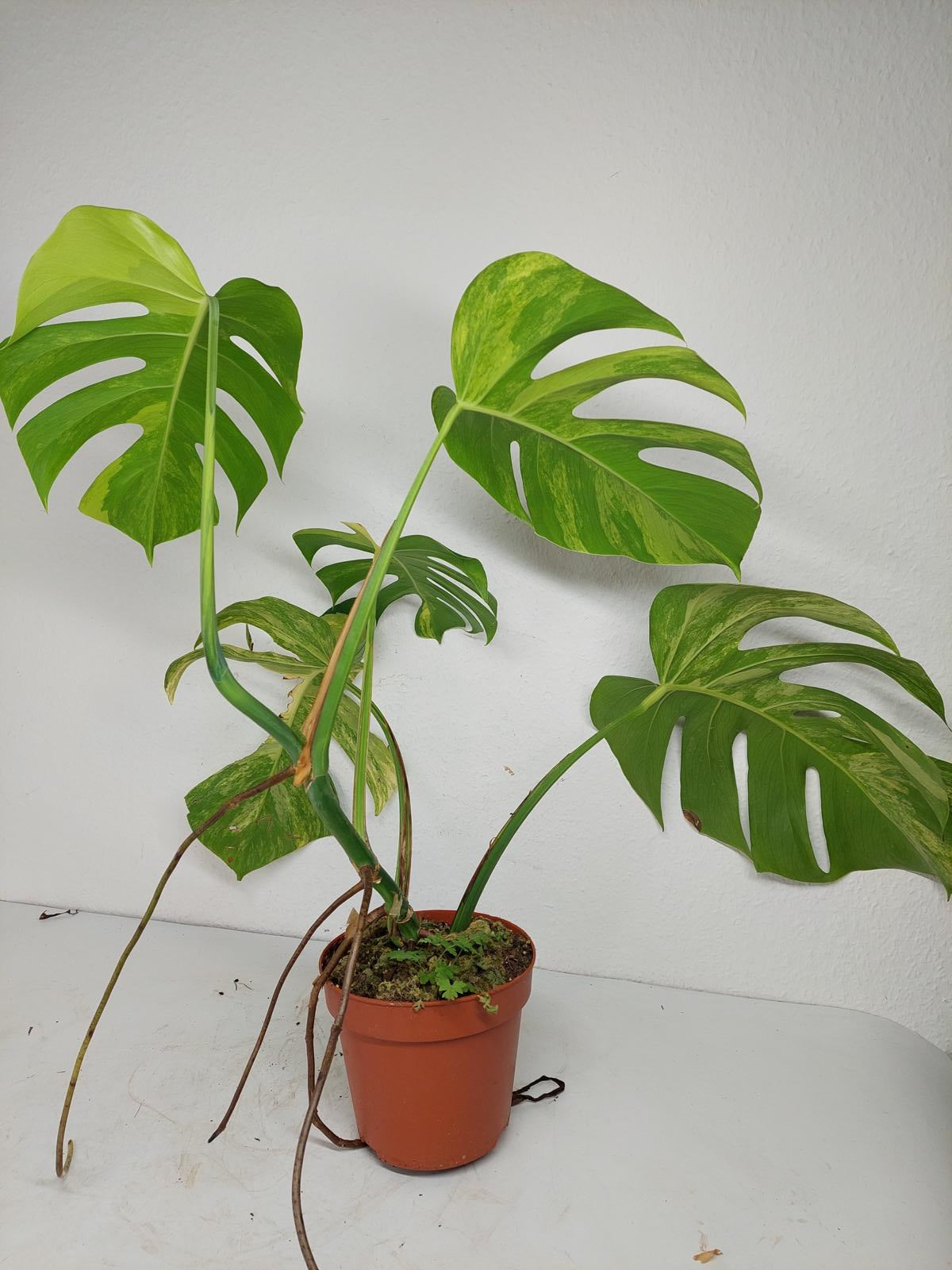 Monstera Aurea Variegata