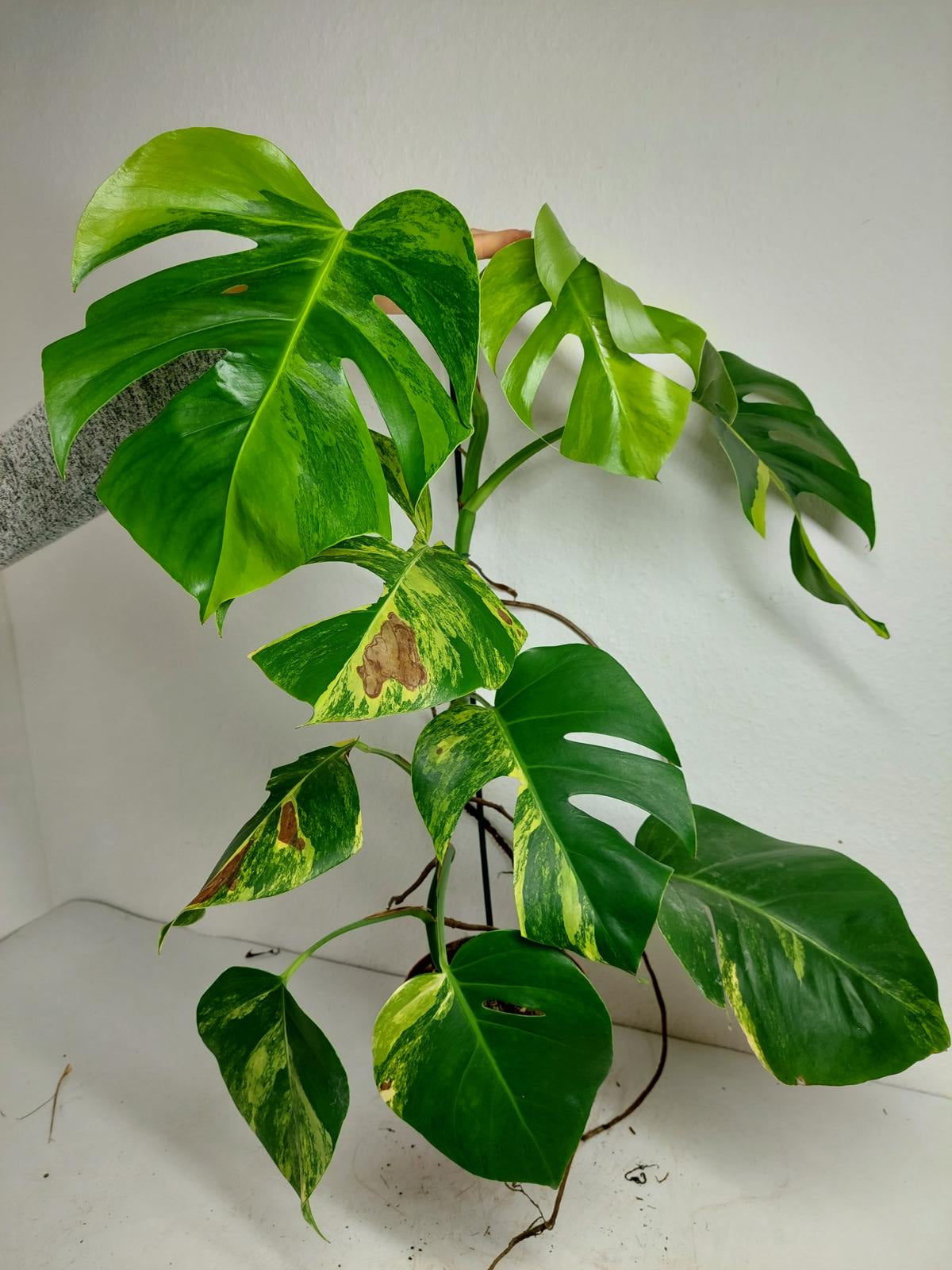 Monstera Aurea Variegata