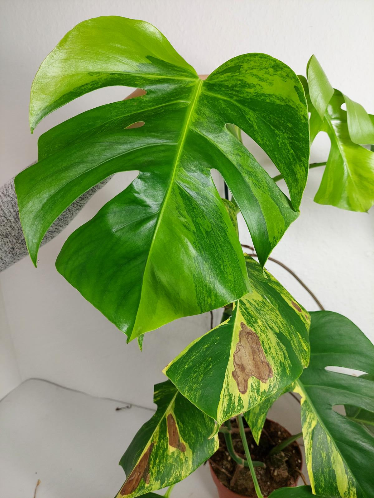 Monstera Aurea Variegata