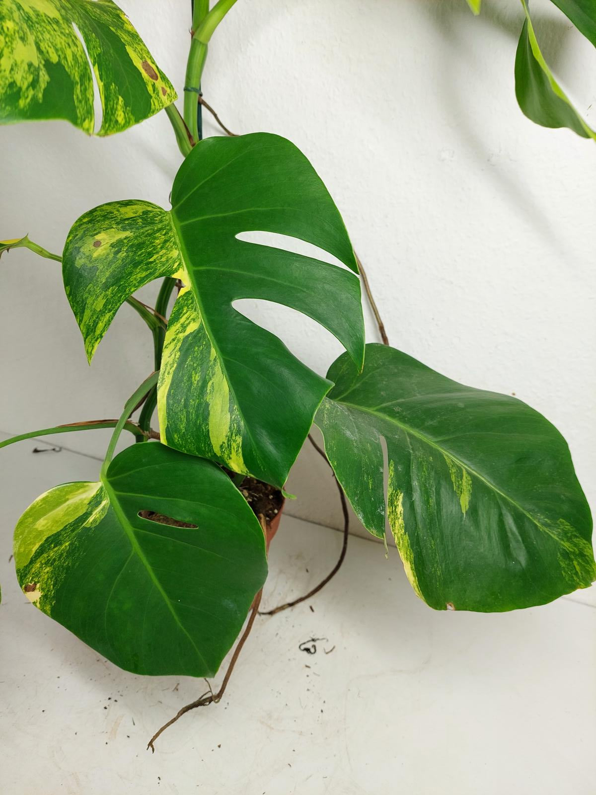 Monstera Aurea Variegata