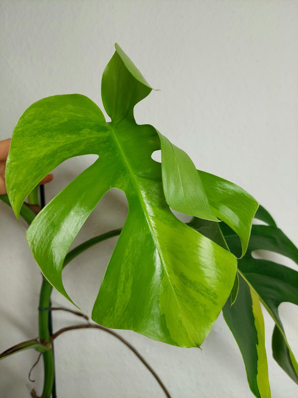 Monstera Aurea Variegata
