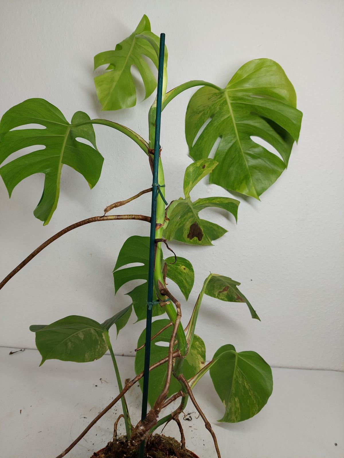 Monstera Aurea Variegata