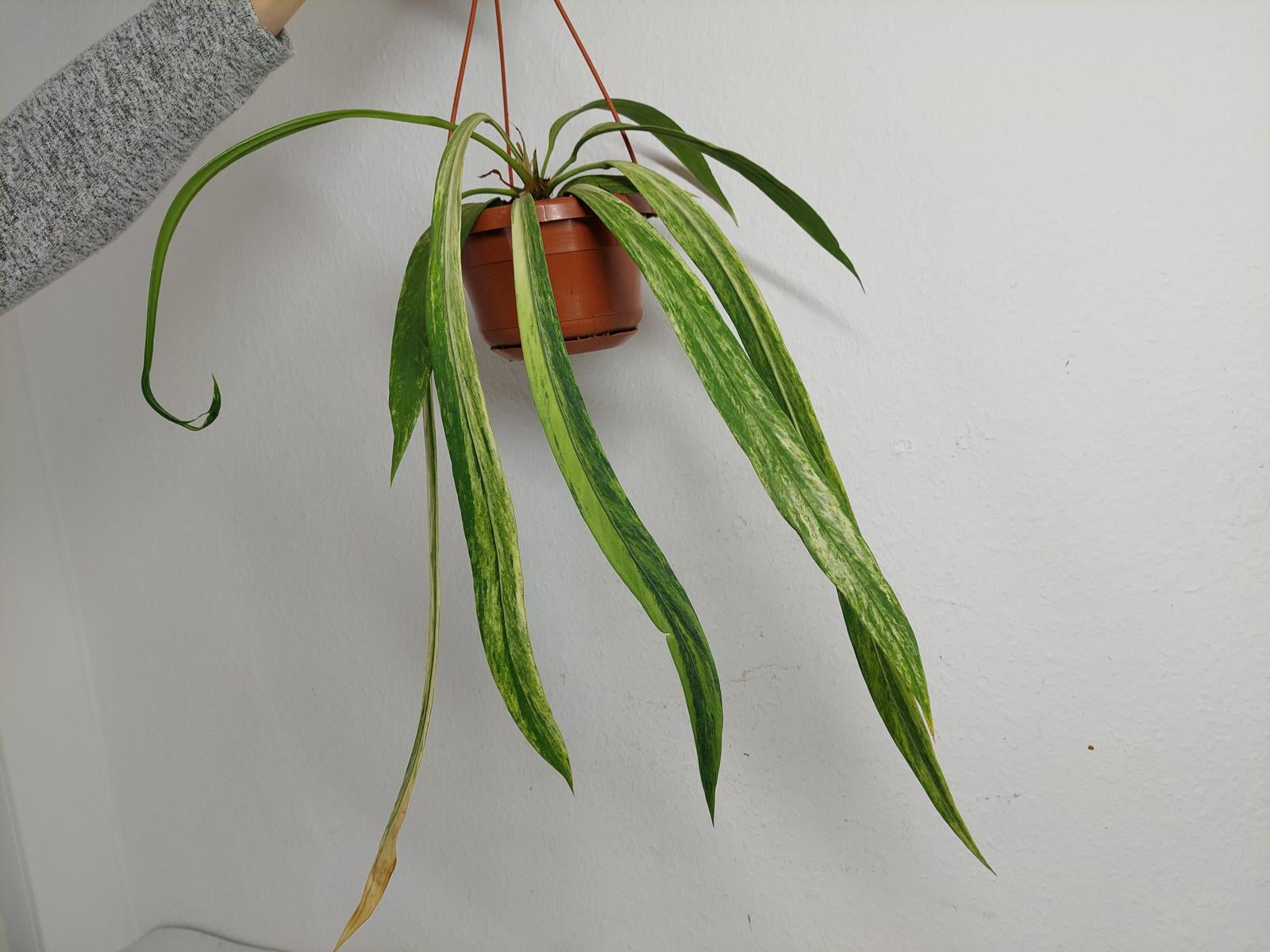 Anthurium Vittarifolium Variegata