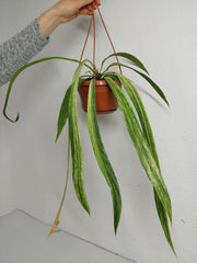 Anthurium Vittarifolium Variegata