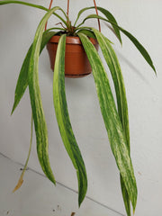 Anthurium Vittarifolium Variegata