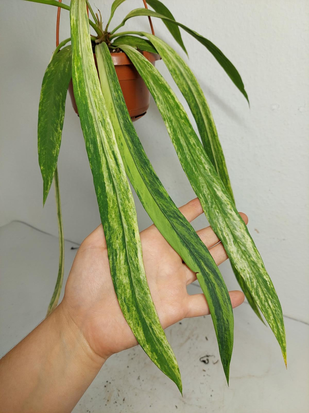 Anthurium Vittarifolium Variegata