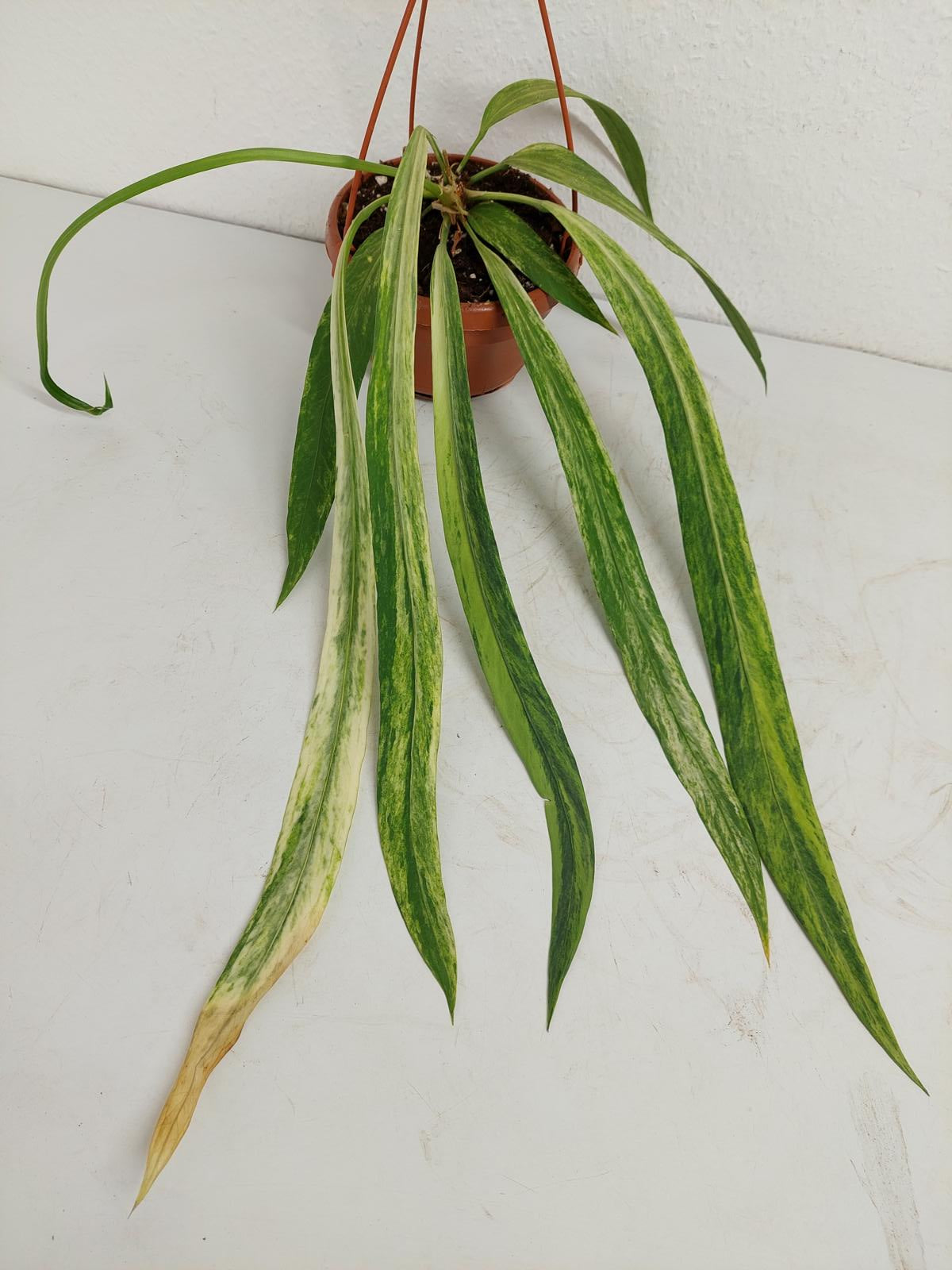 Anthurium Vittarifolium Variegata