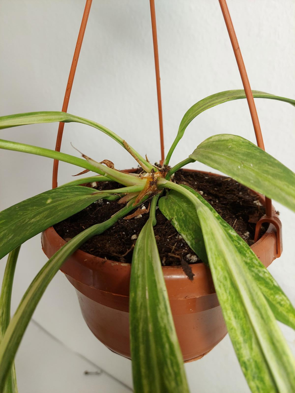 Anthurium Vittarifolium Variegata