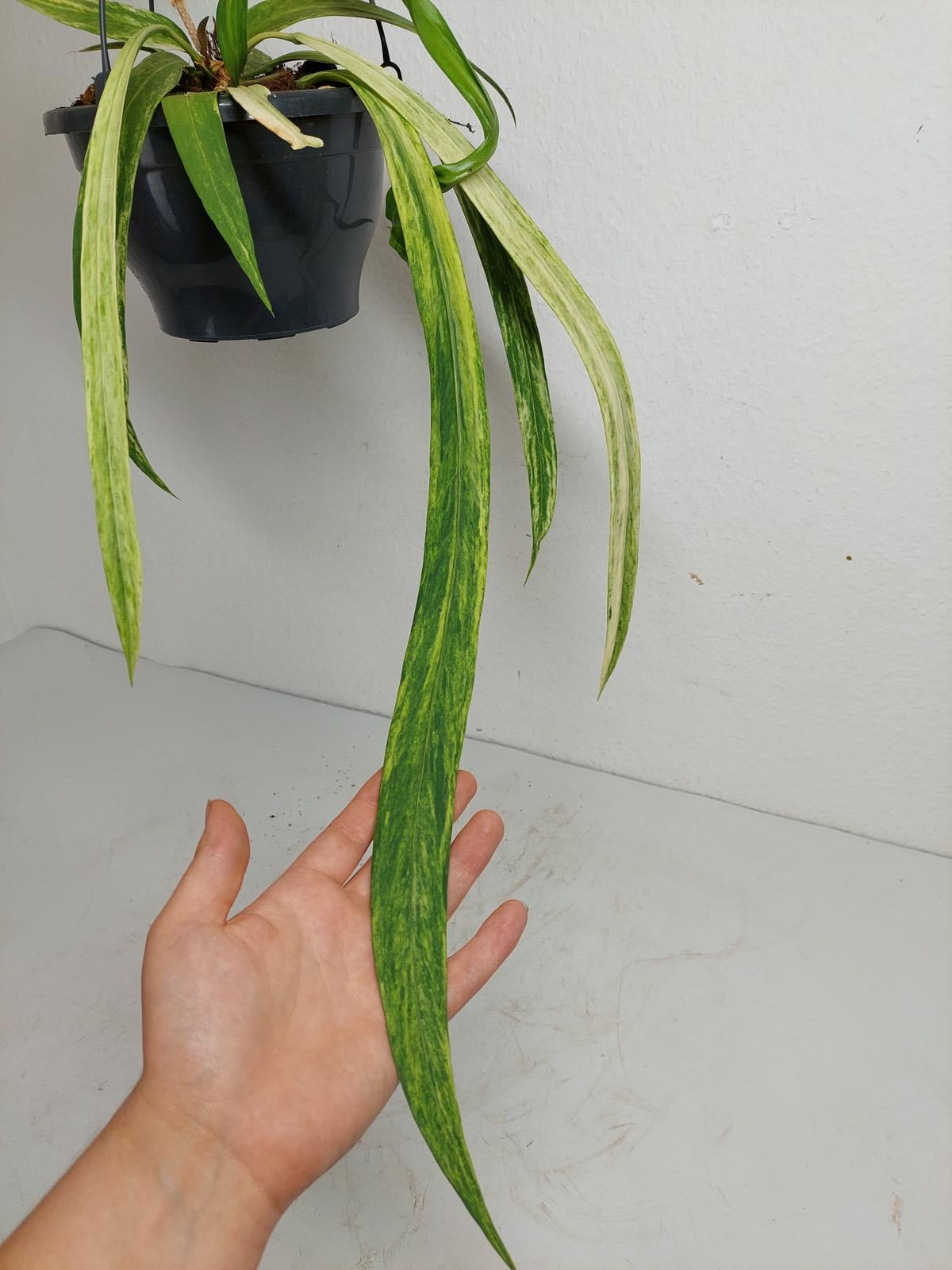 Anthurium Vittarifolium Variegata