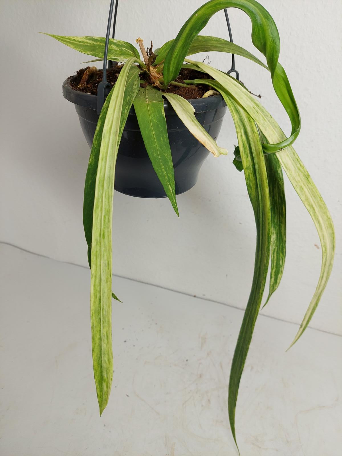 Anthurium Vittarifolium Variegata