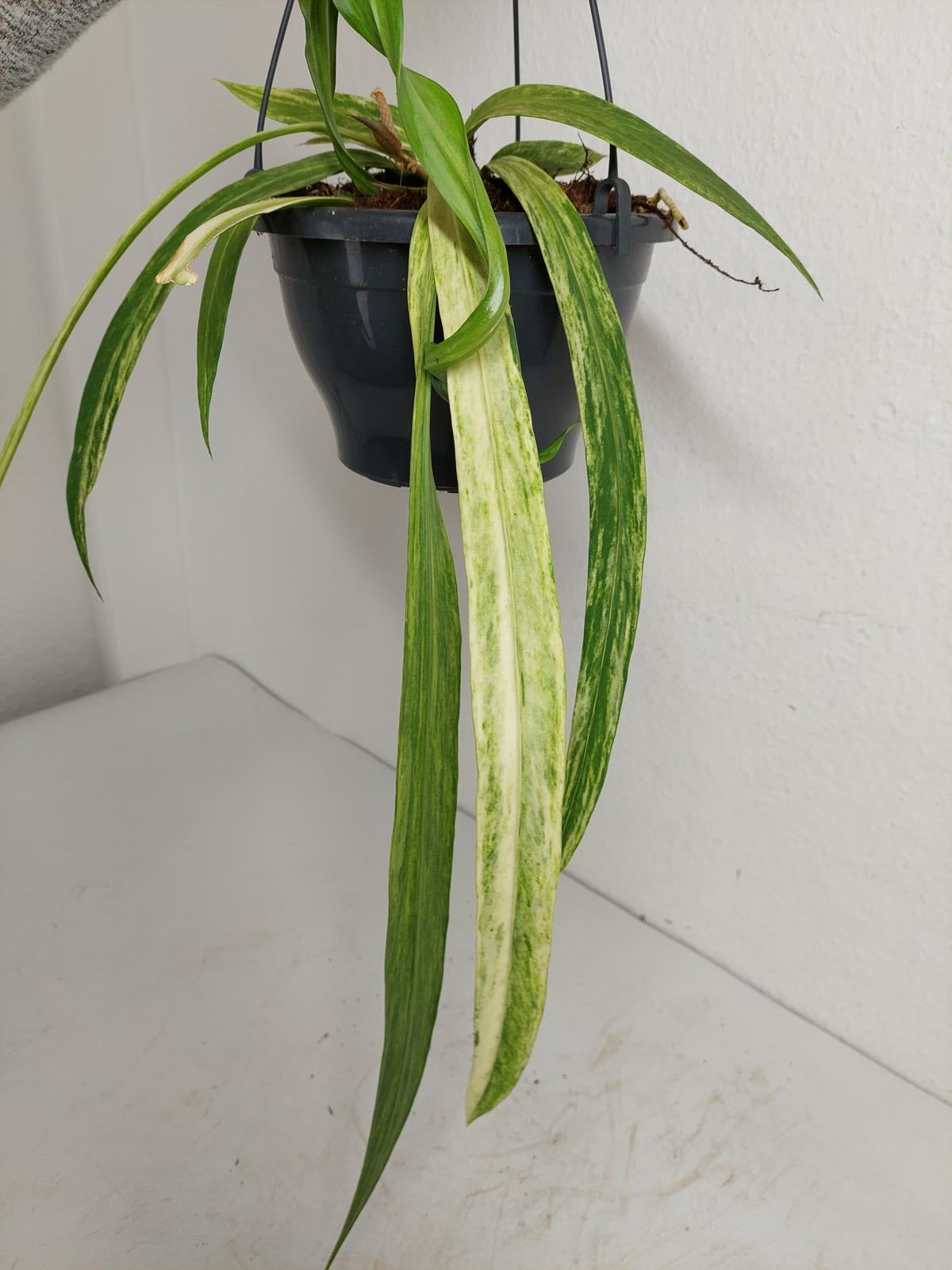 Anthurium Vittarifolium Variegata