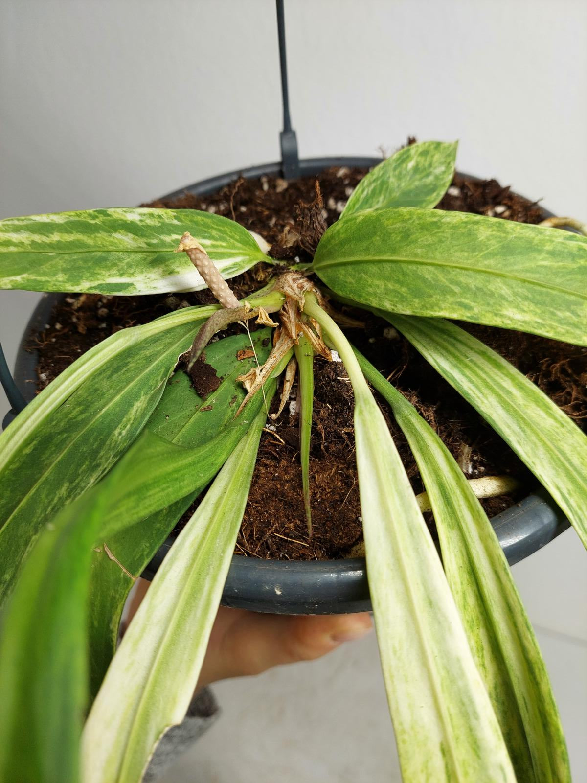 Anthurium Vittarifolium Variegata