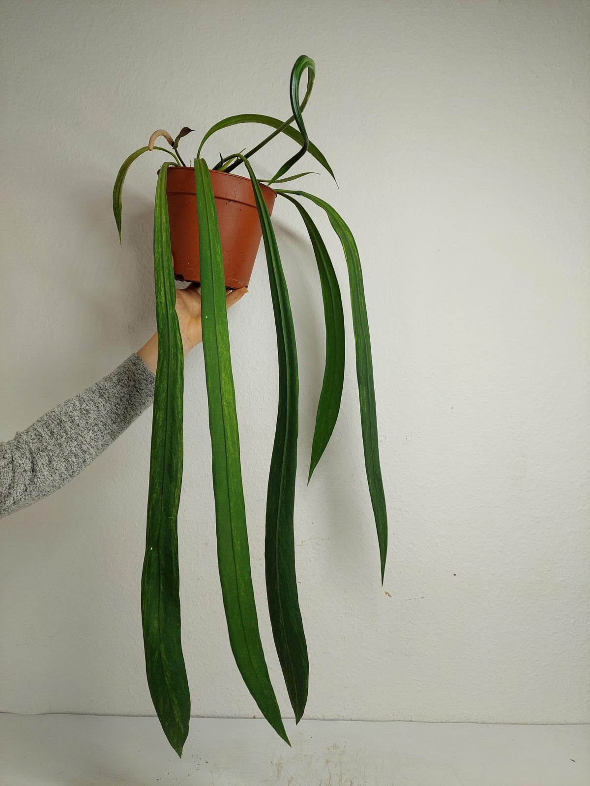 Anthurium Vittarifolium Variegata