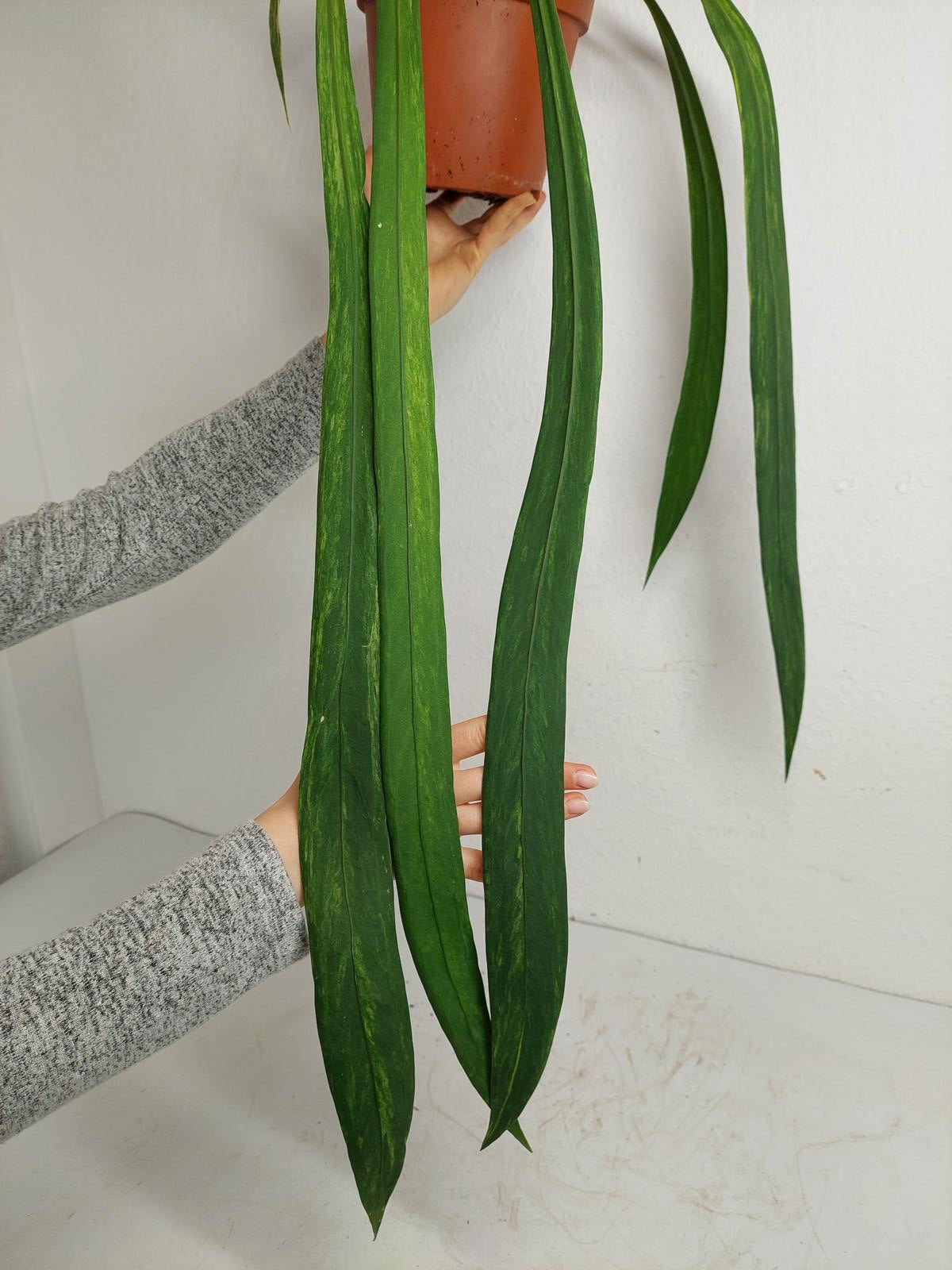 Anthurium Vittarifolium Variegata