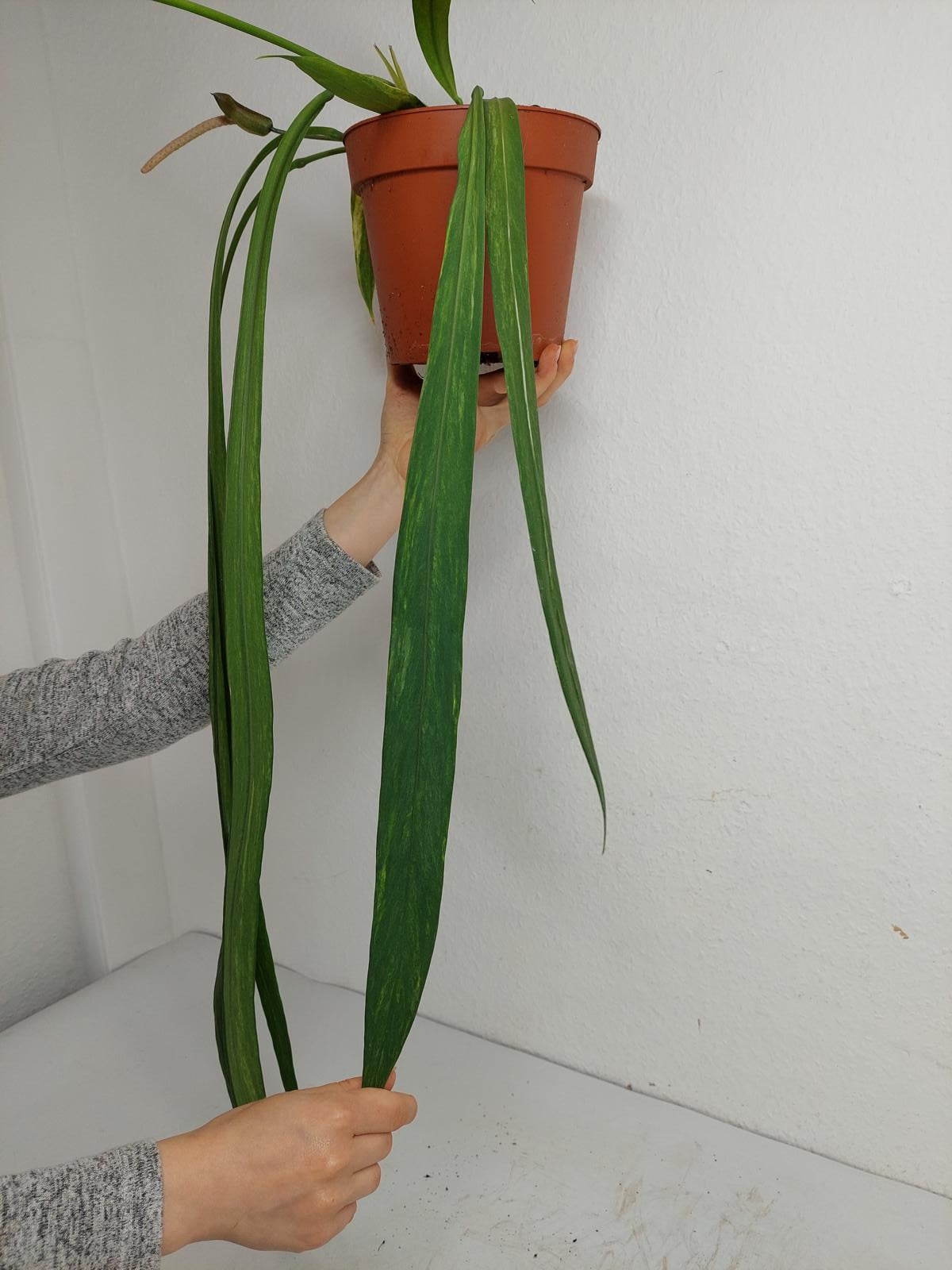 Anthurium Vittarifolium Variegata