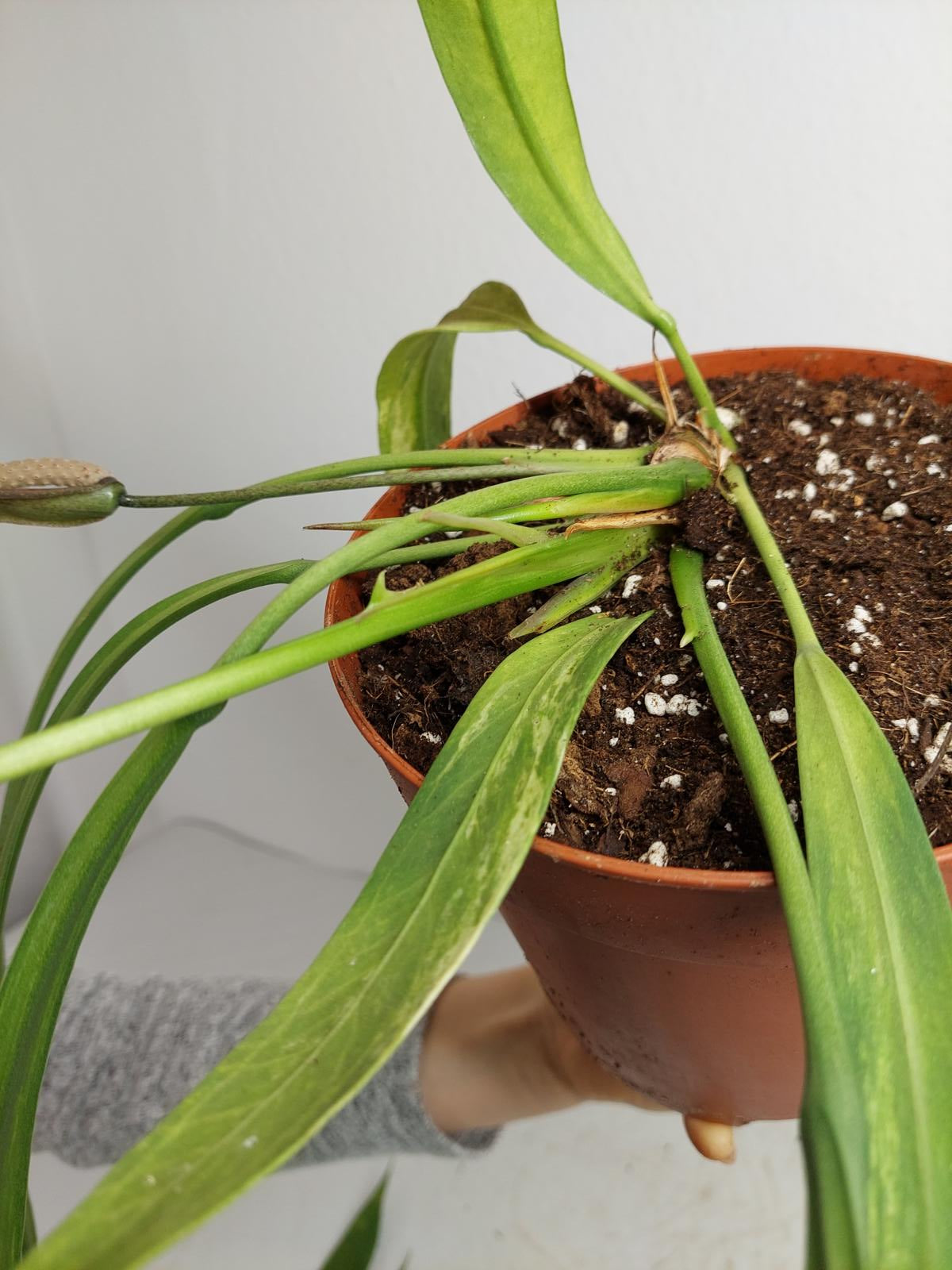Anthurium Vittarifolium Variegata