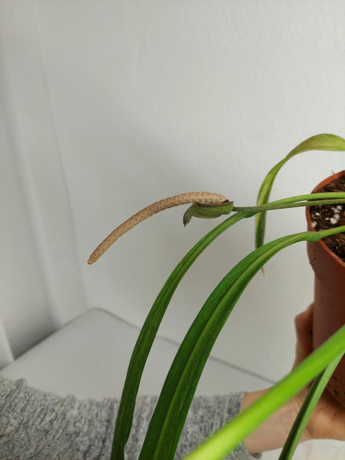 Anthurium Vittarifolium Variegata