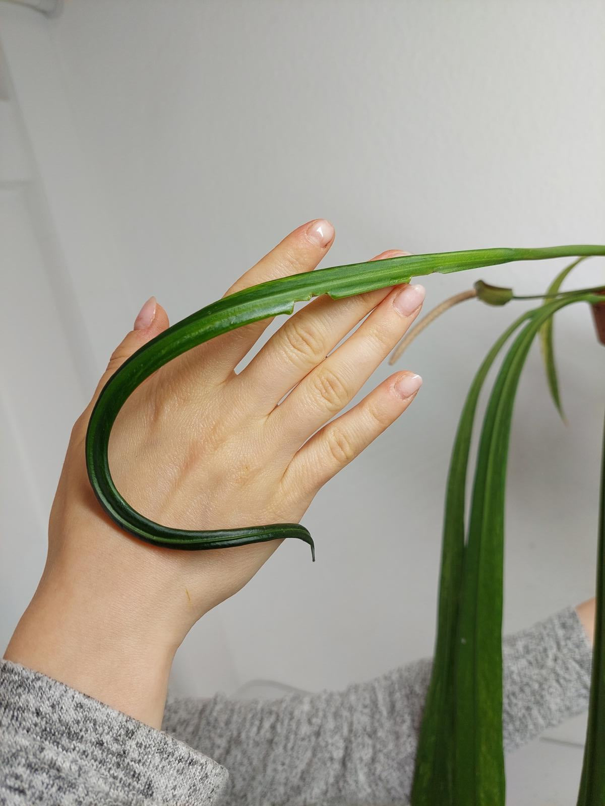 Anthurium Vittarifolium Variegata