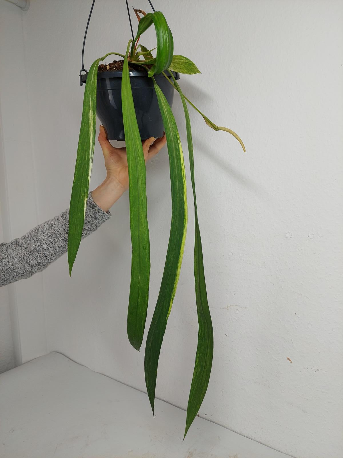Anthurium Vittarifolium Variegata