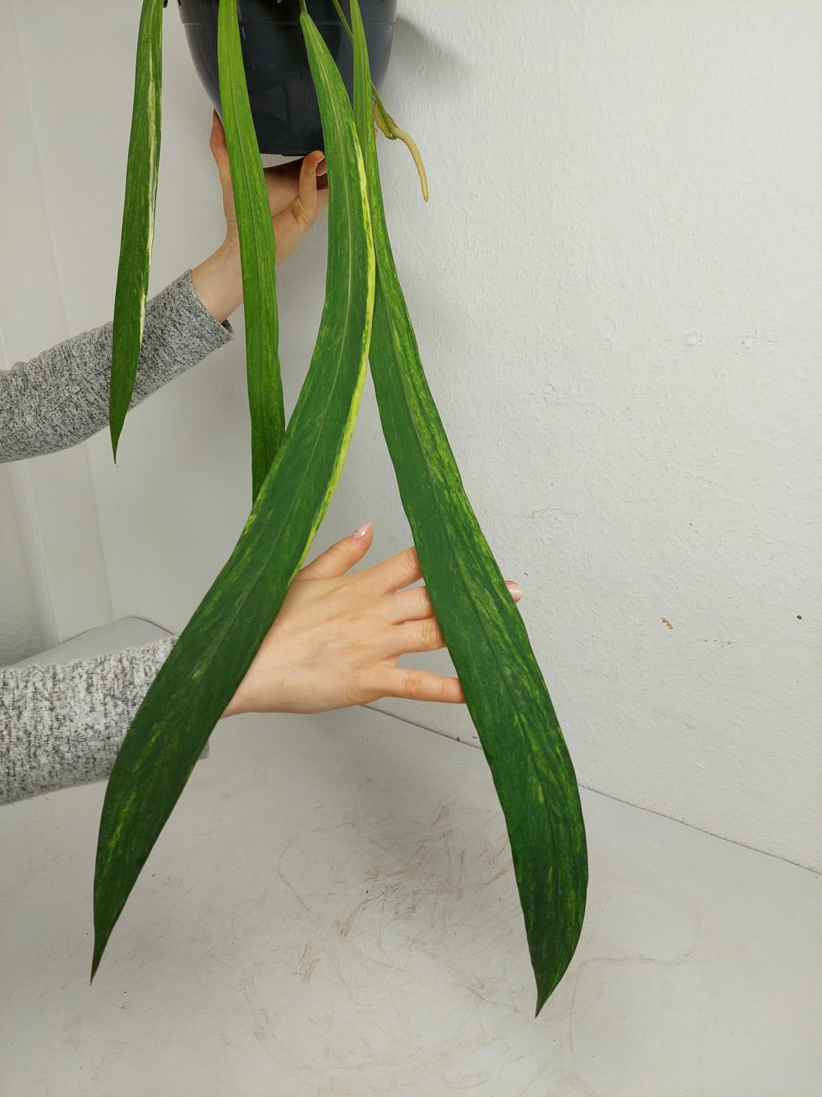 Anthurium Vittarifolium Variegata