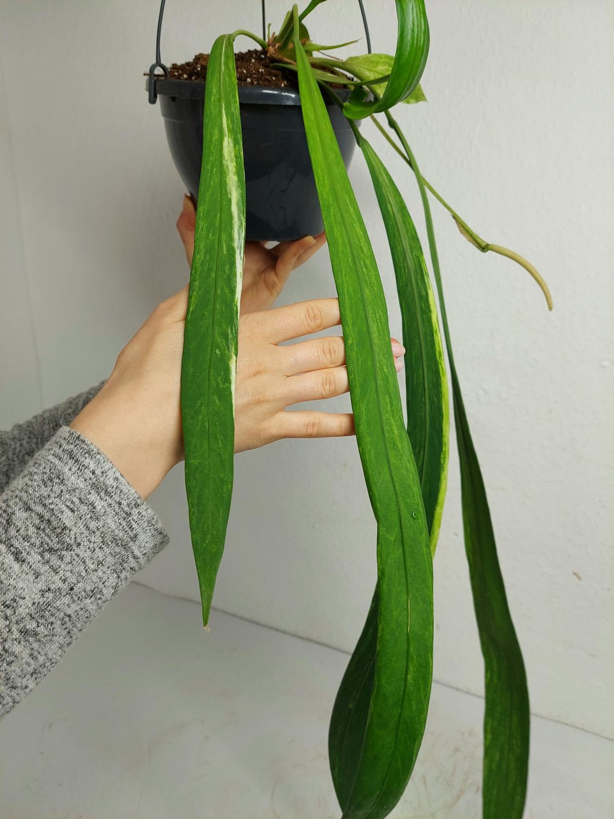 Anthurium Vittarifolium Variegata