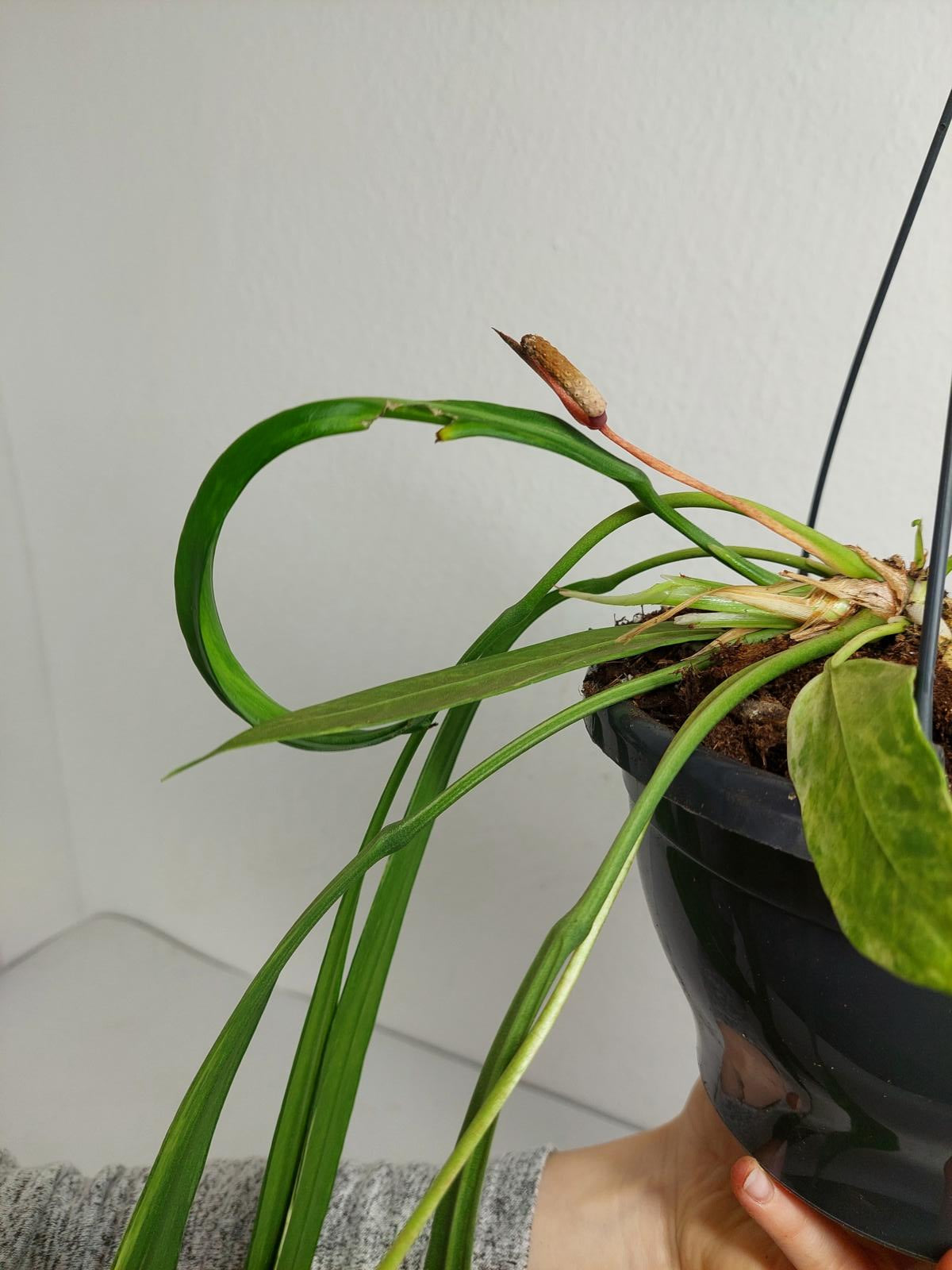 Anthurium Vittarifolium Variegata