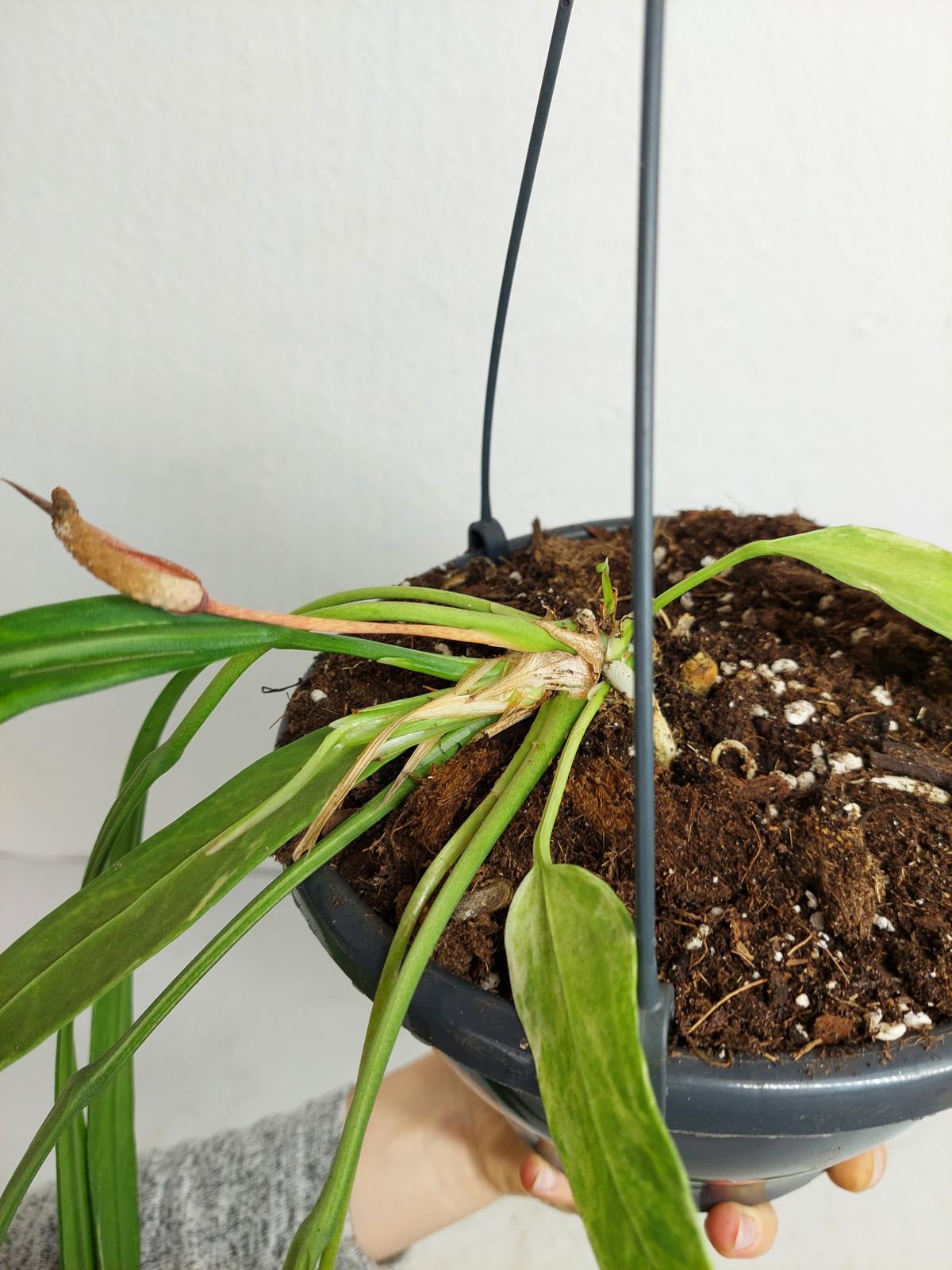 Anthurium Vittarifolium Variegata